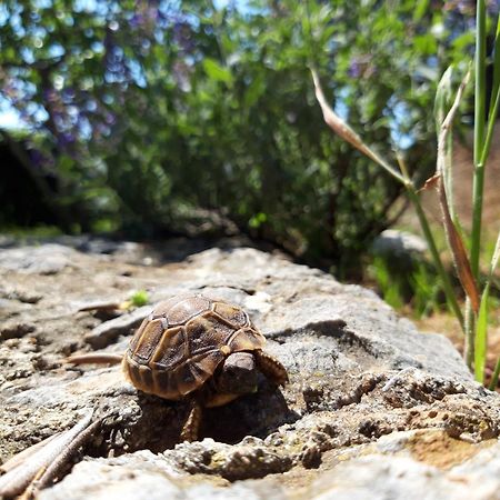 Apartman Dida Jakov Primošten Esterno foto